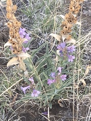 Penstemon angustifolius venosus