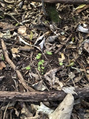 Muehlenbeckia australis