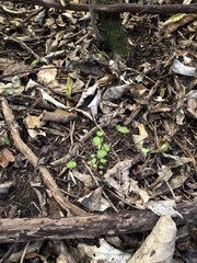 Muehlenbeckia australis