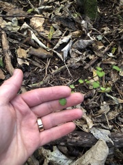 Muehlenbeckia australis