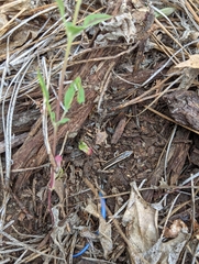 Plestiodon gilberti gilberti