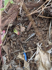 Plestiodon gilberti gilberti