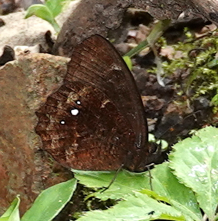 Pedaliodes phrasicla