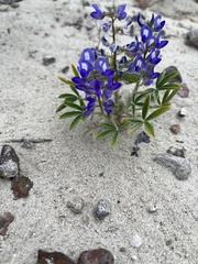 Lupinus pusillus