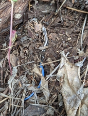 Plestiodon gilberti gilberti