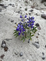 Lupinus pusillus