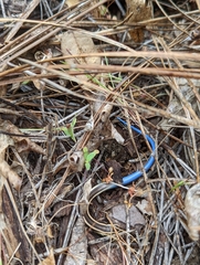 Plestiodon gilberti gilberti