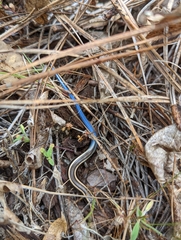 Plestiodon gilberti gilberti