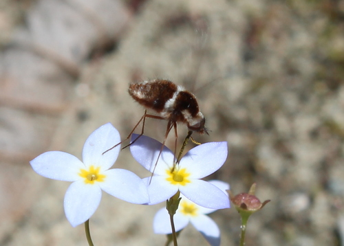 Pygmy Bee Fly photo 4