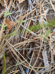 Plestiodon gilberti gilberti