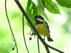 Periparus elegans