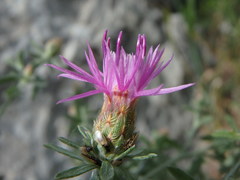 Centaurea leucophaea