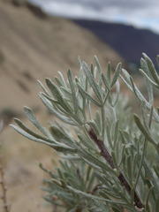 Artemisia rigida