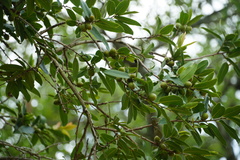 Diospyros mespiliformis