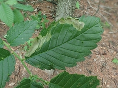 Agromyza aristata