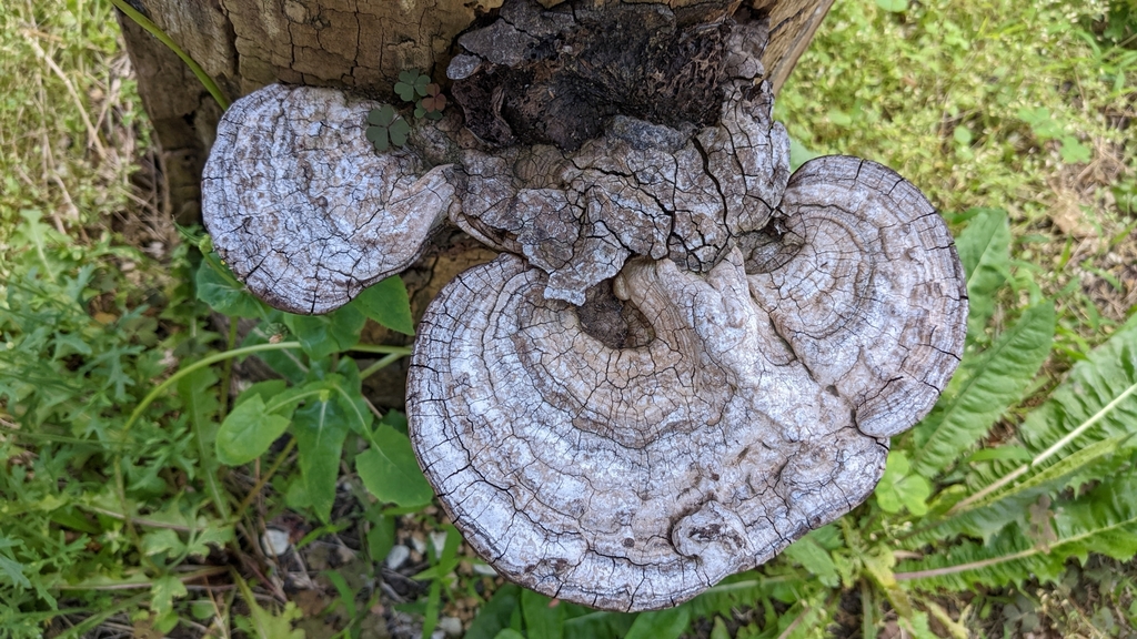 Ganoderma applanatum · May 2022 · photo: © atsushi_nakajima_cirque (iNaturalist, cc-by)