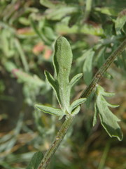Centaurea leucophaea
