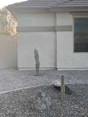 Carnegiea gigantea