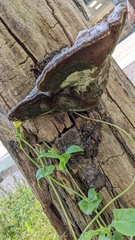 Ganoderma applanatum