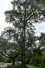 Diospyros mespiliformis