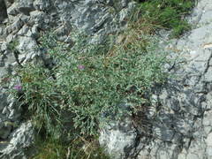 Centaurea leucophaea