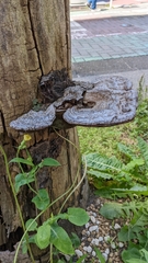 Ganoderma applanatum