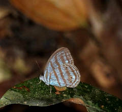 Cepheuptychia cephus