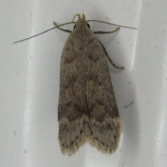 Anacampsis rhoifructella