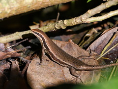 Eutropis multicarinata