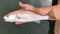 Genyonemus lineatus
