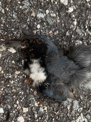 Setophaga caerulescens