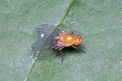 Neogriphoneura