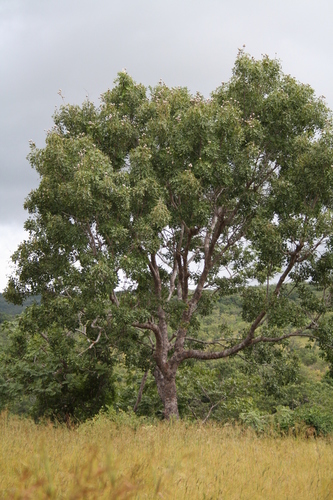 African mahogany
