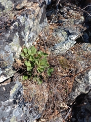 Micranthes punctata