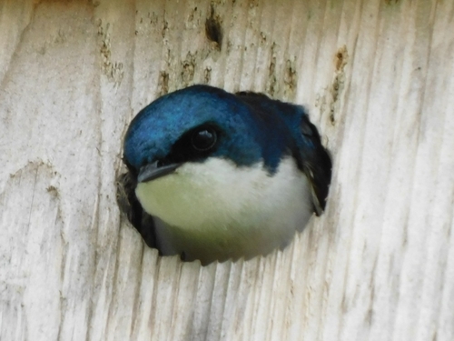 Tree Swallow, photo 10 of 10