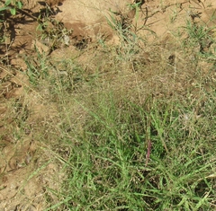 Eragrostis curtipedicellata