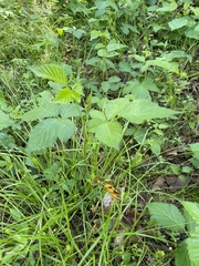 Rubus setosus