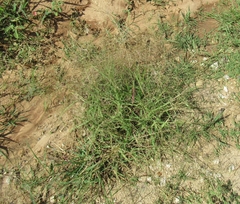 Eragrostis curtipedicellata