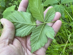 Rubus setosus