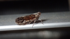 Melanoliarus placitus