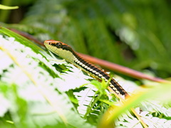 Dendrelaphis philippinensis