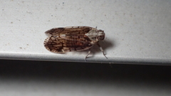 Melanoliarus placitus