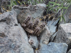 Austrocactus spiniflorus