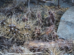 Austrocactus spiniflorus