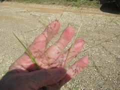 Eragrostis curtipedicellata