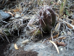 Austrocactus spiniflorus