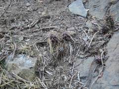 Austrocactus spiniflorus