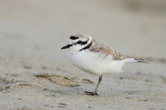 Charadrius nivosus