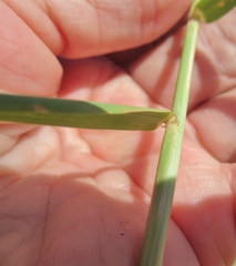 Eragrostis curtipedicellata