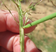 Eragrostis curtipedicellata